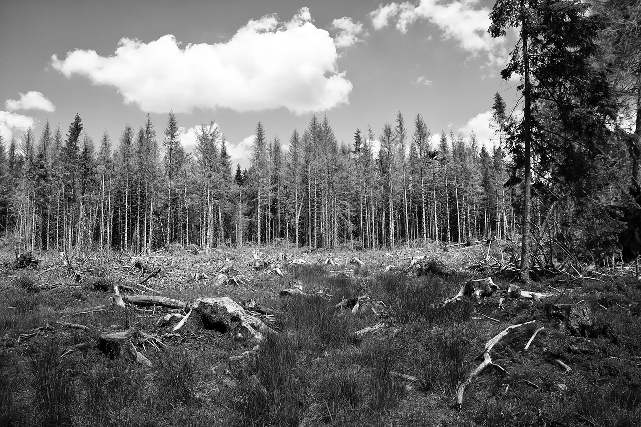 Environmental Law
